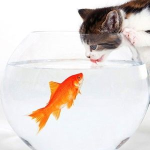 Meet your Posher, Mortadtha